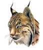 Avatar do Utilizador